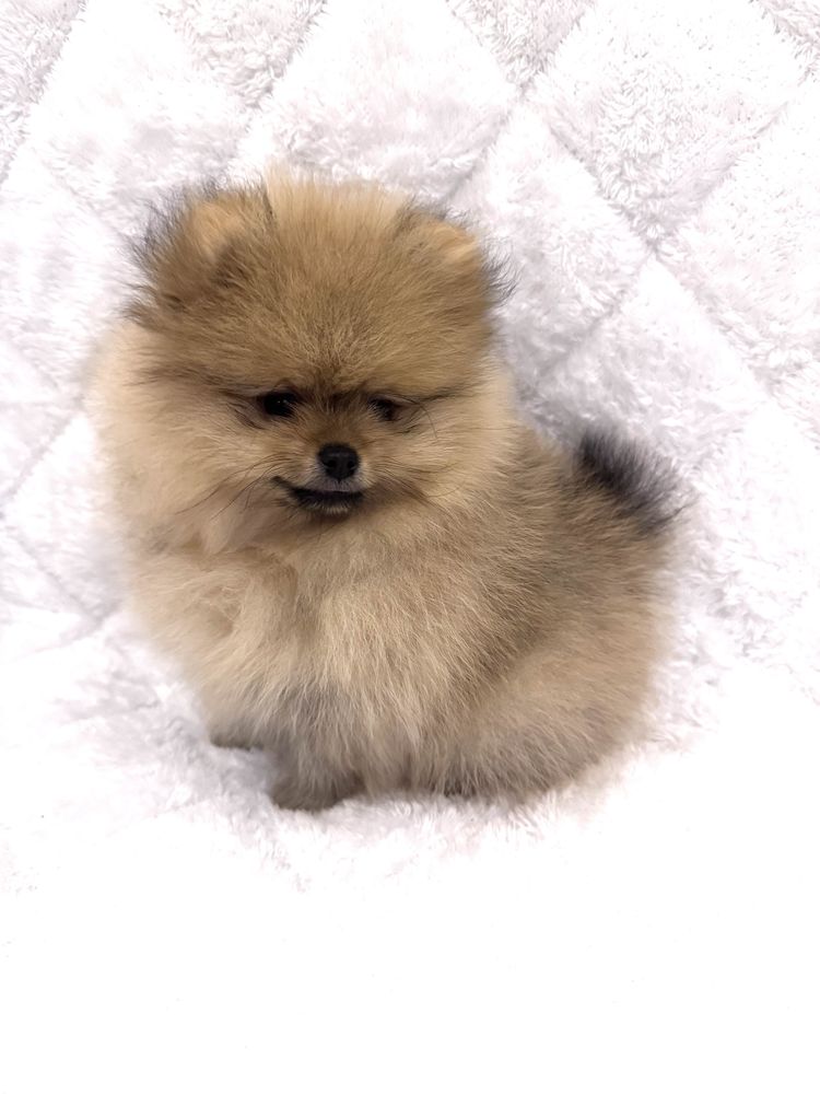 Mascul Pomeranian, pedigree FCI