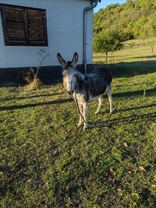 Vând măgăriță tânără mai multe detalii la numărul de telefon