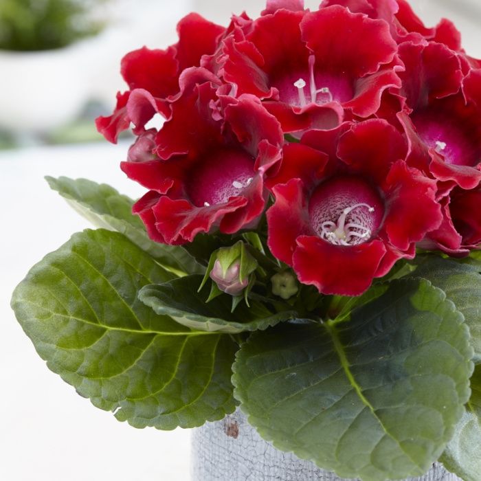 Bulbi mari de gloxinia 7 culori diferite la numai 10 lei/bulb