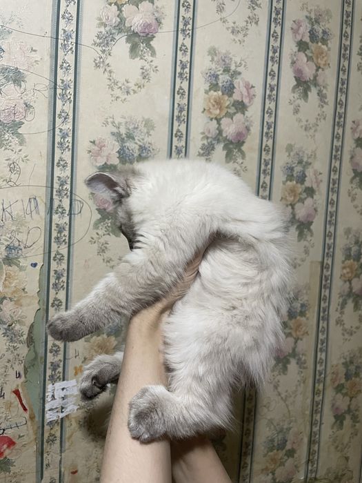 Продается котенок