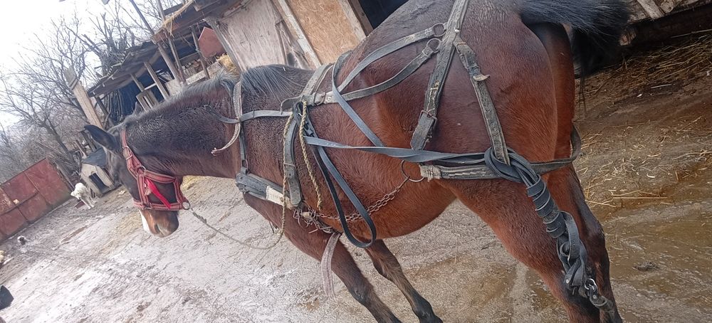 Vând cal de pădure vârstă 12 ani