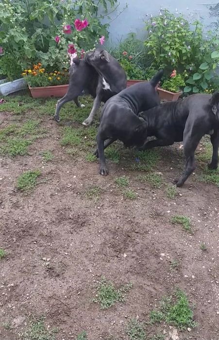 Кане Корсо Хубаво