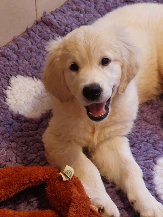 Vand catelusa de golden retriever