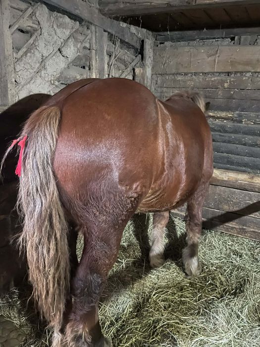 Vand 3 manji de un an si 3 luni