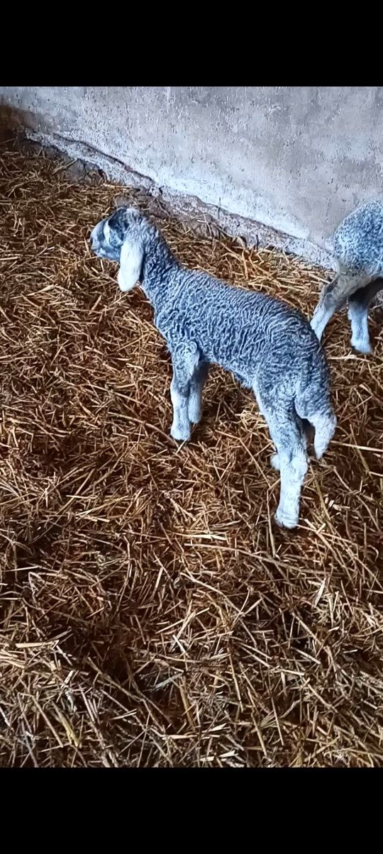 Se vinde berbecut,din mama buna de lapte,cu toate tratamentele la zi