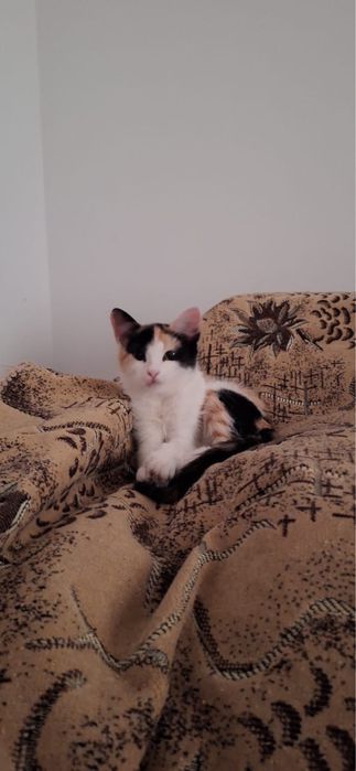 Котенок в добрые руки