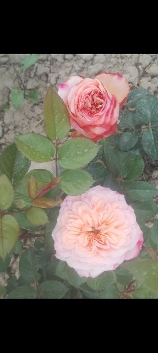 Кафолатлик Асартимент Атиргул Кучатлари СОТИЛАД