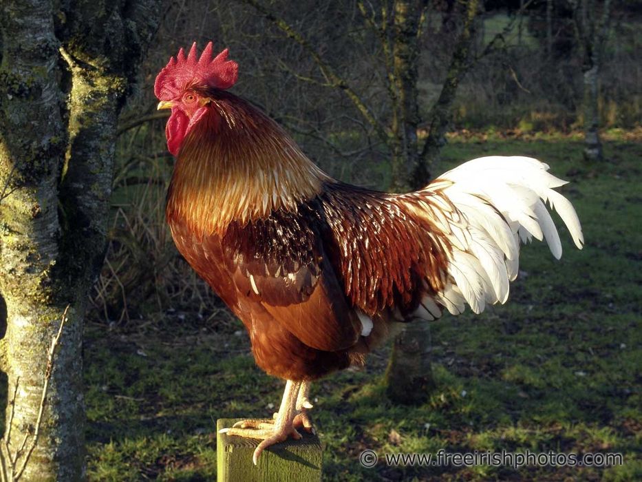 Vând  6 cocoși crescuți la curte