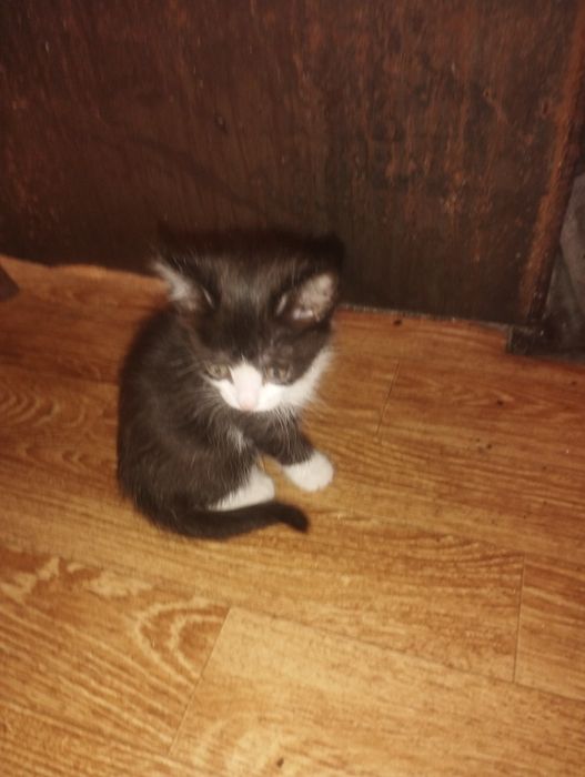 Отдам котенка в хорошие руки.