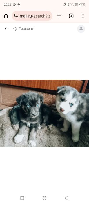 Хаски xaski сотлади щенки kuchuk sotladi