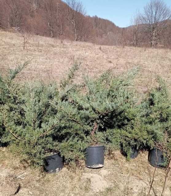 Amenajează-ți grădina cu plante decorative viguroase