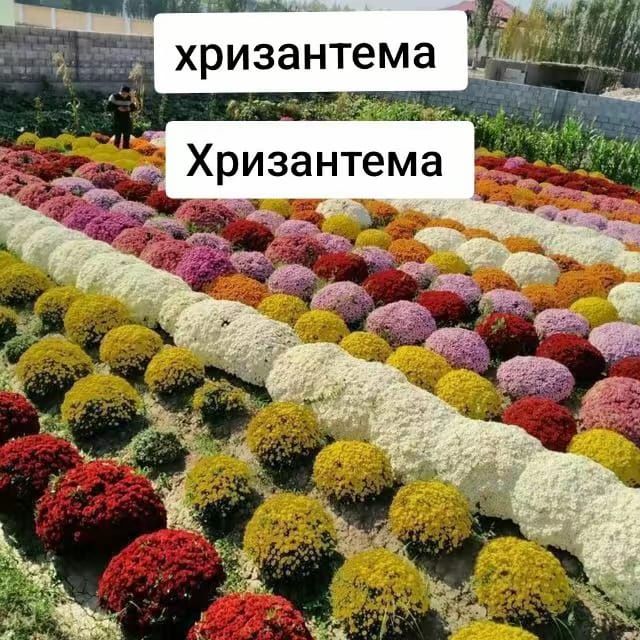 Xirizantima gullar sotuvda