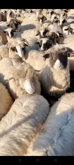 Vând 10 oi oacheșe tinere