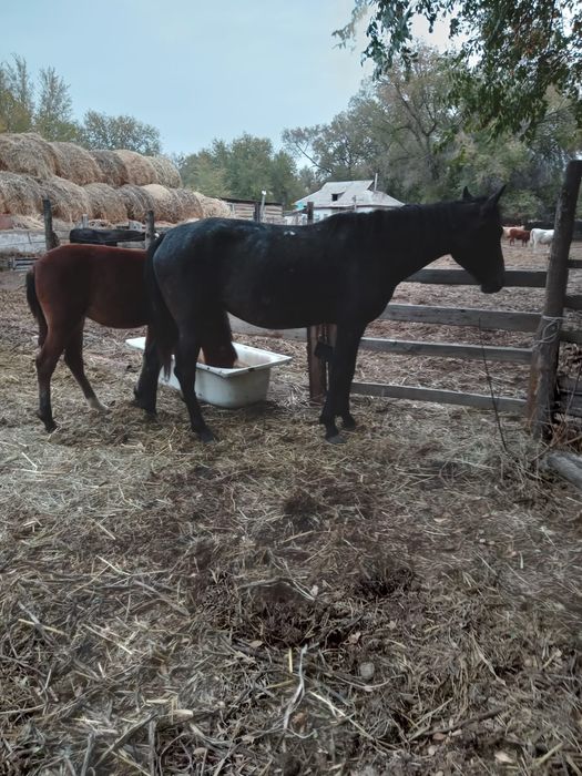 Продам лошадь с жеребенком