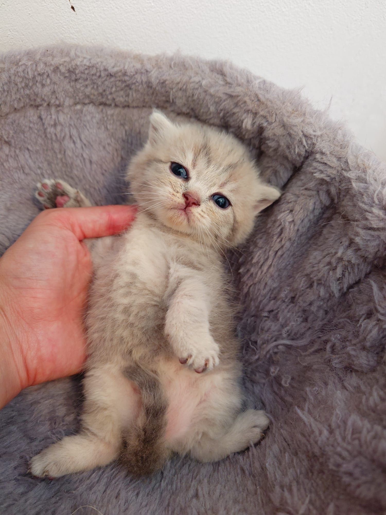 British shorthair cu pedigree golden si silver