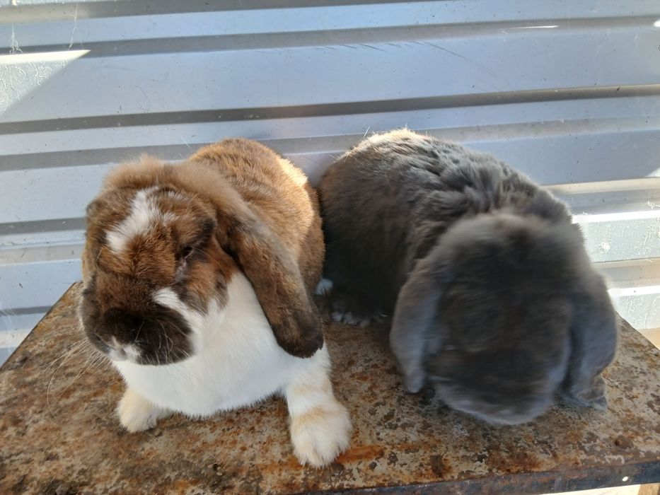 Vând iepuri uriaș de Transilvania