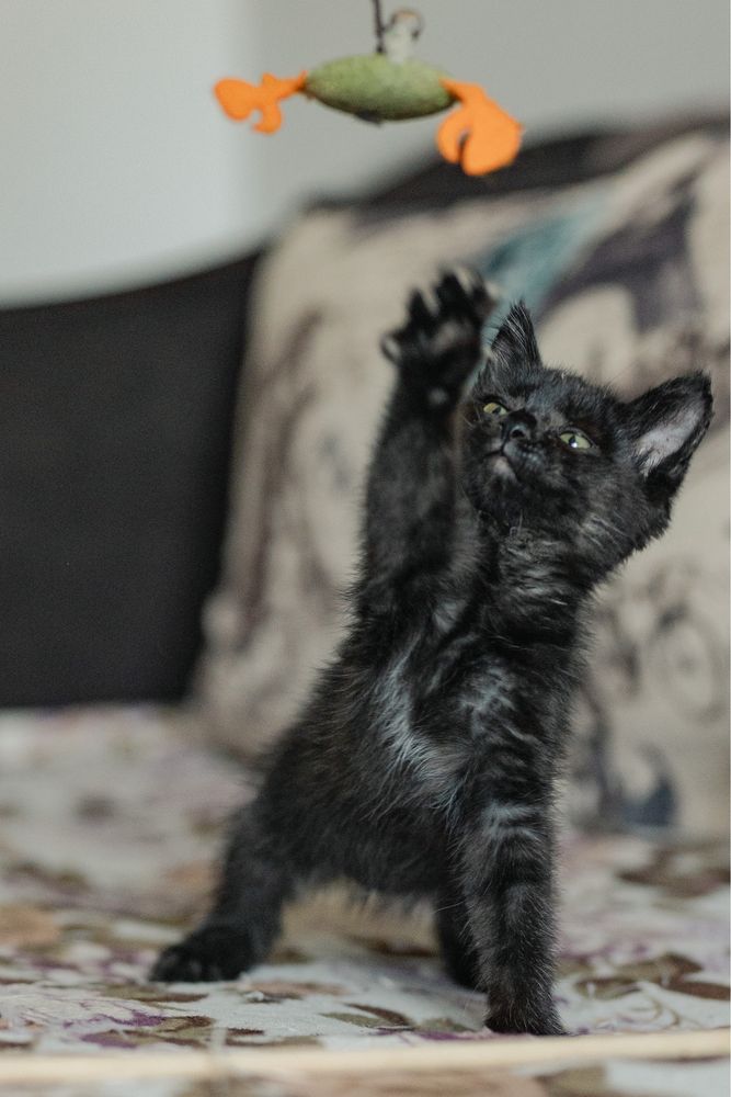 Котенок в поиске дома