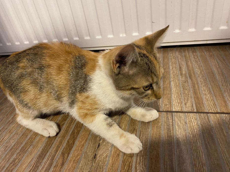 Dau spre adopție 4 pisicuțe adorabile!