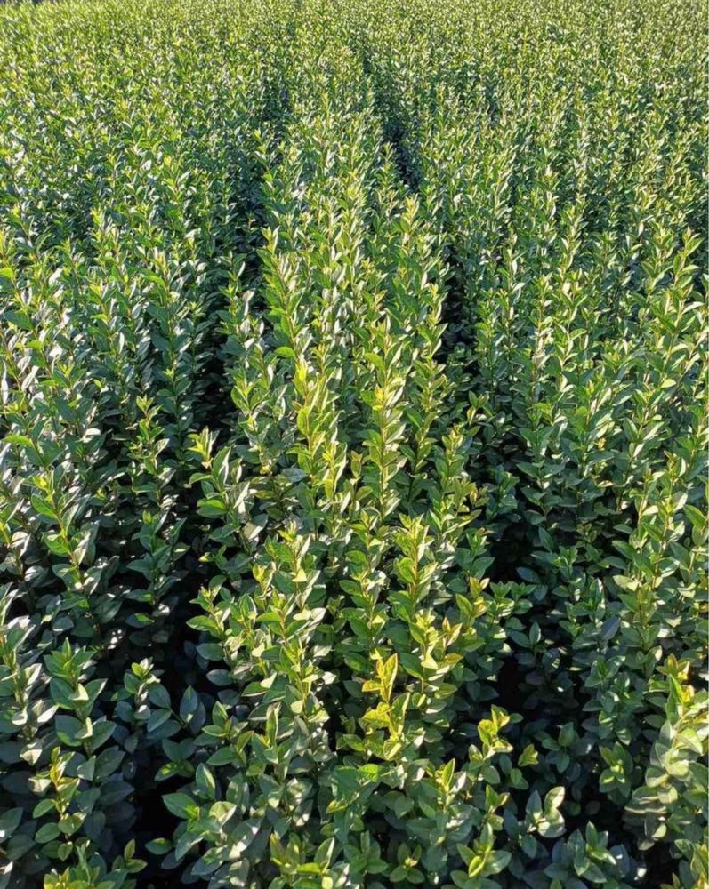 Лигуструм ( Ligustrum Ovalifolium)