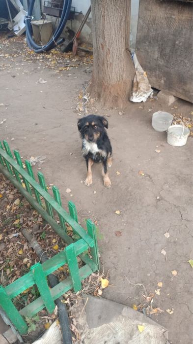 Добрый пёс в добрые руки