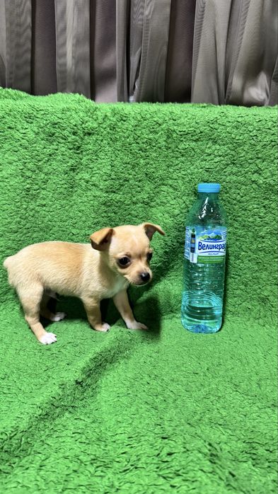 Мъжки и женски мини пинчери