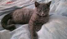 Pui british shorthair blue