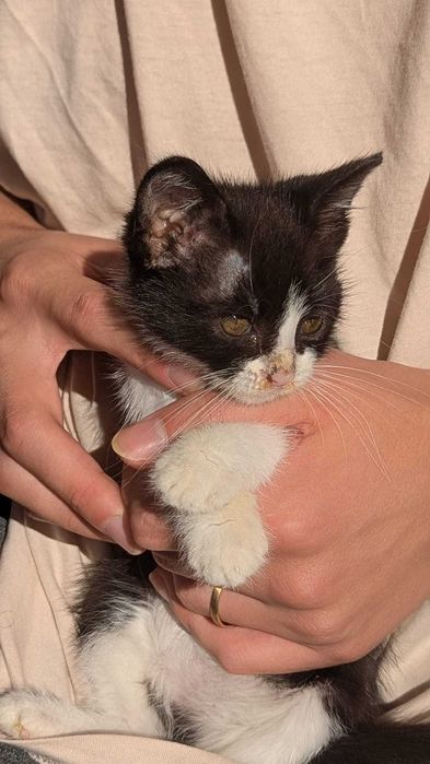 Pisicuţă spre adopție