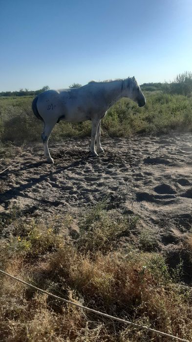 Айғыр сатылады..