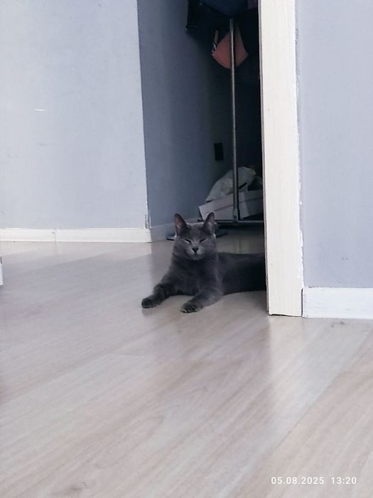 Кошечка породистая 1годик