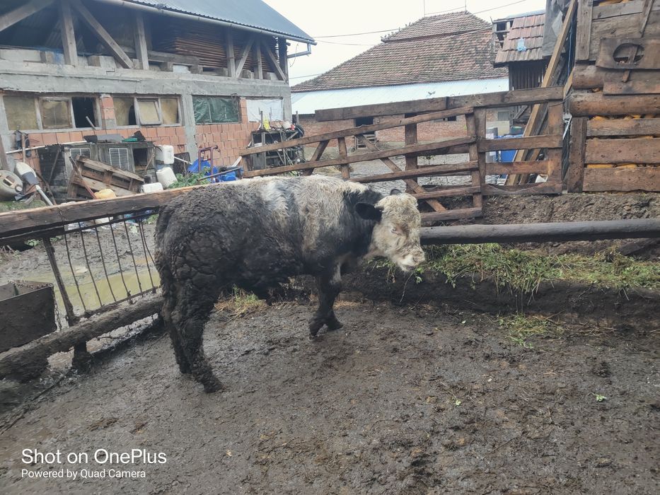 Vând tăurași între 300-4000de kg