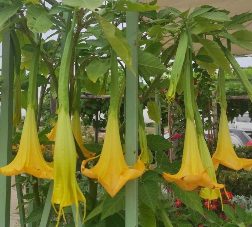 Brugmansia (trompeta îngerilor) galbena