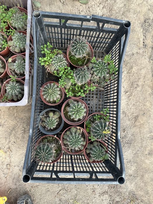 Kaktus sotiladi, bo’yi kichkina