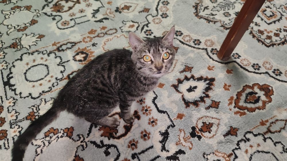 ИЩУ ХОЗЯИНА кота в термезе