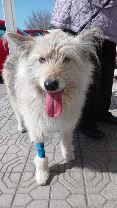 Пристраивается стерилизованная Собака!