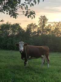 Vând vacă bălțată românească (sau schimb cu oi, capre sau porci)