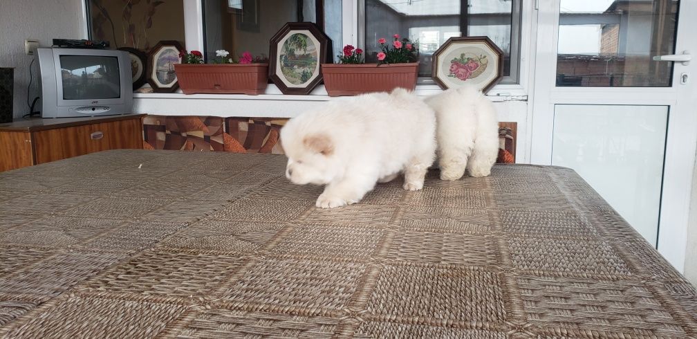 Бели кученца Чау Чау