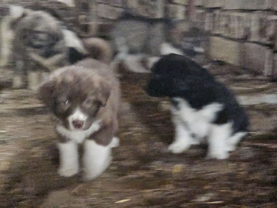 Българско овчарско куче (БОК)