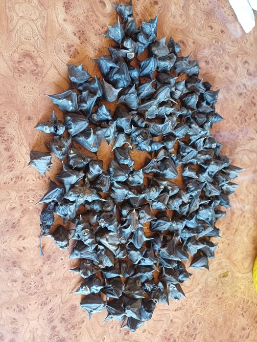 Рогульник, водяной орех для творчества, оберегов