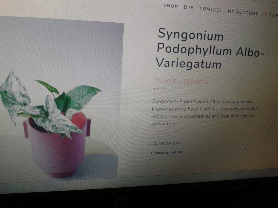 RARA Exotica-Syngonium podophyllum albo variegatum