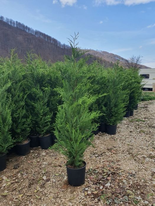 Cupressus leylandii 2.5m - 3m gard viu, super oferta. Calitate premium