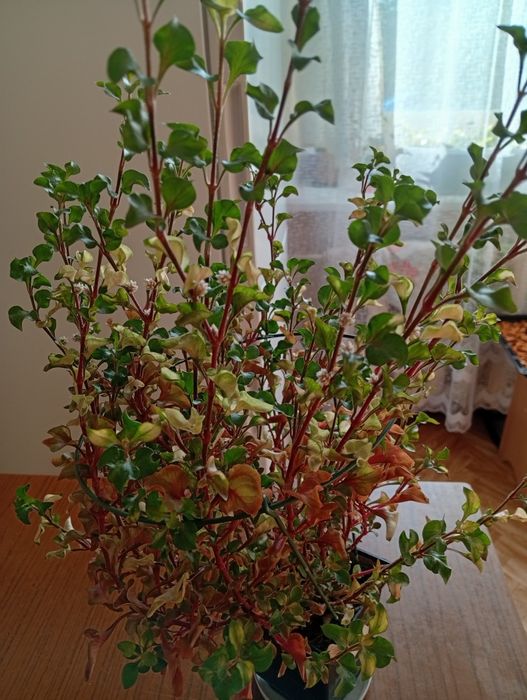 Продам комнатный цветок альтенатеру. От освещения меняет цвет.