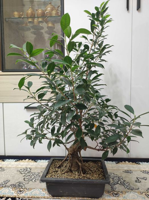 Бонсай из Фикуса