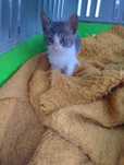 Pisic spre adopție