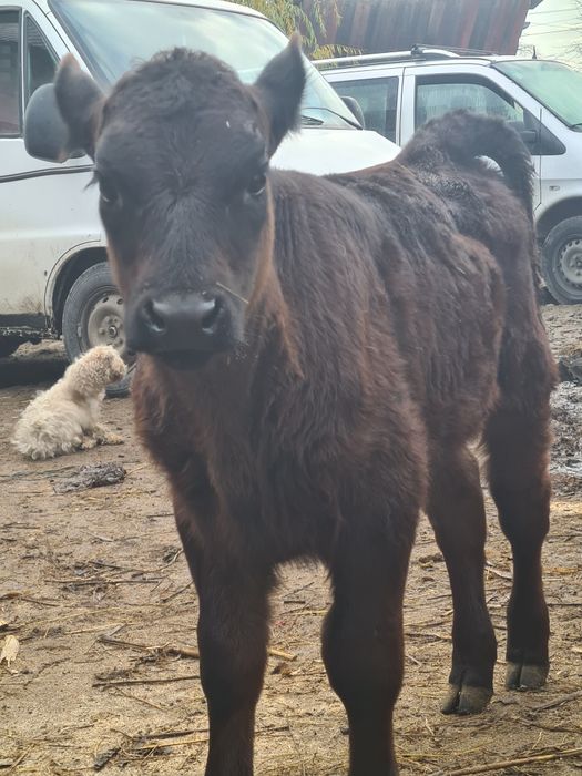 Tauras angus frumos mâncăcios 3 luni