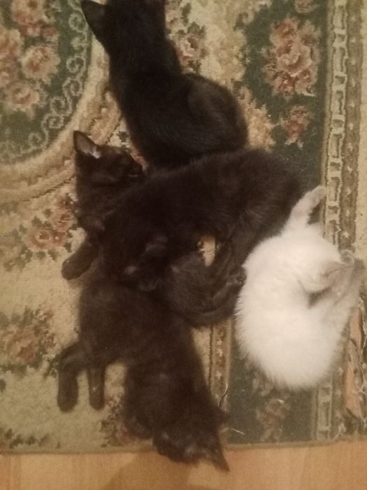 Котята мальчики,2 месяца.едят все .лоток приручены.