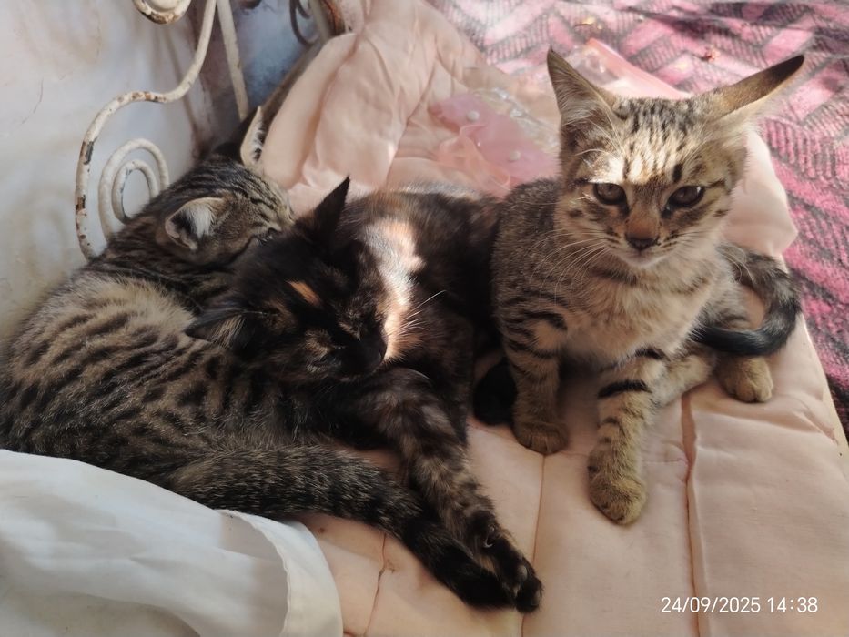 Sog'lom mushukchalar