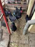 oua de rasa Australorp negru, Plymouth