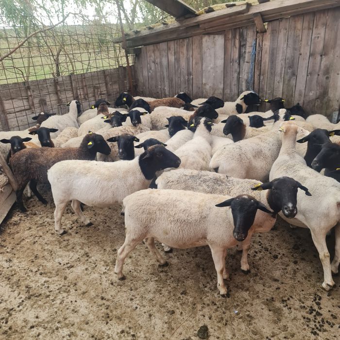 Vând oi dorper gestante