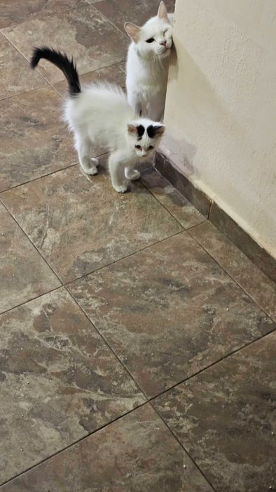 Подарявам 2 малки котенца