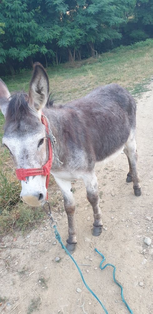 Magar de 4 ani cu tot cu șa